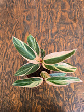 Load image into Gallery viewer, 4&quot; Stromanthe triostar
