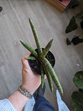 Load image into Gallery viewer, 4.5&quot; Starfish Snake Plant
