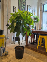 Load image into Gallery viewer, 14&quot; Money Tree
