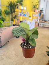 Load image into Gallery viewer, 4&quot; Calathea orbifolia
