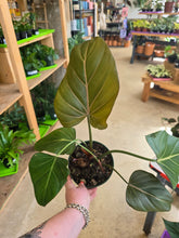 Load image into Gallery viewer, 6&quot; Philodendron Summer Glory
