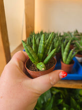 Load image into Gallery viewer, 2&quot; Hedgehog Snake Plant
