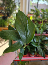 Load image into Gallery viewer, 4" Raphidophora Decursiva
