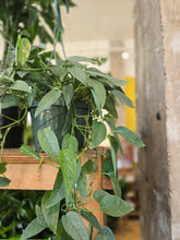 Load image into Gallery viewer, 8" Cebu Blue Pothos HB
