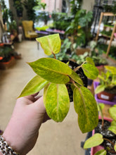Load image into Gallery viewer, 4&quot; Philodendron &#39;Painted Lady&#39;
