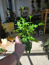 Load image into Gallery viewer, 4&quot; Footed Fern (asst.)
