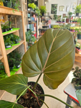 Load image into Gallery viewer, 6&quot; Philodendron Summer Glory
