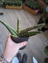 Load image into Gallery viewer, 4.5&quot; Starfish Snake Plant
