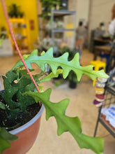 Load image into Gallery viewer, 6" Ric Rac Cactus
