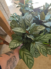 Load image into Gallery viewer, 6&quot; Calathea (asst.)
