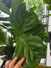 Load image into Gallery viewer, 14&quot; Ficus Lyrata (bush)
