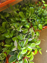 Load image into Gallery viewer, 4&quot; Hoya (asst.)
