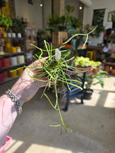 Load image into Gallery viewer, 2&quot; Hoya retusa
