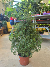 Load image into Gallery viewer, 8" Ming Aralia
