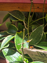 Load image into Gallery viewer, 4" Hoya macrophylla
