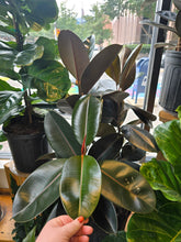Load image into Gallery viewer, 14&quot; Ficus Elastica
