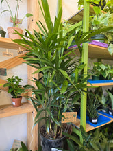 Load image into Gallery viewer, 10" Lady Palm (Rhapis Palm)
