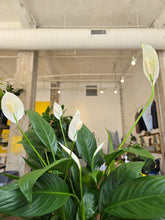Load image into Gallery viewer, 6&quot; Peace Lily
