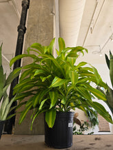 Load image into Gallery viewer, 10&quot; Dracaena Bronze Bay
