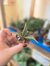 Load image into Gallery viewer, 2&quot; Pinguicula Snake Plant
