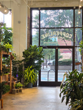 Load image into Gallery viewer, 17&quot; Ficus Lyrata
