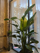 Load image into Gallery viewer, 17&quot; Bird of Paradise
