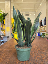 Load image into Gallery viewer, 8&quot; Whitney Snake Plant
