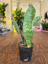 Load image into Gallery viewer, 5&quot; Whale Fin Snake Plant
