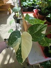 Load image into Gallery viewer, 4" Monstera 'Thai Constellation'
