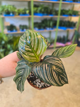 Load image into Gallery viewer, 4" Calathea ornata
