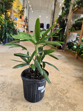 Load image into Gallery viewer, 8&quot; Lady Palm (Rhapis Palm)
