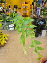 Load image into Gallery viewer, 6&quot; Fern Leaf Cactus HB
