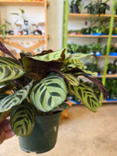 Load image into Gallery viewer, 6" Calathea (asst.)
