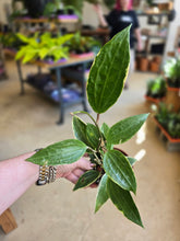 Load image into Gallery viewer, 4" Hoya macrophylla
