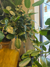 Load image into Gallery viewer, 12&quot; Ficus Audrey
