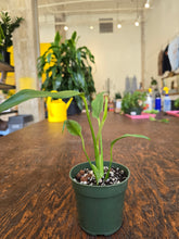 Load image into Gallery viewer, 4&quot; Monstera Burle Marx Flame
