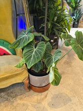 Load image into Gallery viewer, 10&quot; Philodendron Gloriosum
