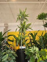 Load image into Gallery viewer, 10" Dracaena Warneckii Gold Star
