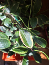 Load image into Gallery viewer, 4" Hoya macrophylla
