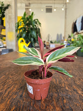 Load image into Gallery viewer, 4&quot; Stromanthe triostar
