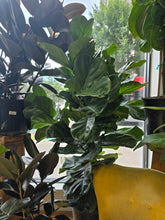 Load image into Gallery viewer, 14&quot; Ficus Lyrata (bush)
