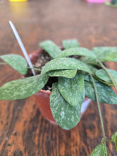 Load image into Gallery viewer, 4&quot; Hoya sigillatis silver
