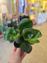 Load image into Gallery viewer, 4" Peperomia (asst.)
