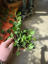 Load image into Gallery viewer, 4&quot; Hoya (asst.)
