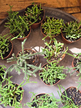 Load image into Gallery viewer, 2" Rhipsalis
