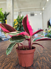 Load image into Gallery viewer, 4&quot; Stromanthe triostar

