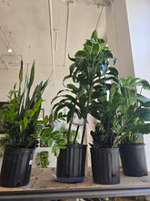 Load image into Gallery viewer, 10" Dracaena Dorado Cane

