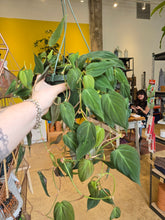Load image into Gallery viewer, 8&quot; Philodendron Micans HB
