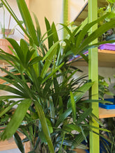 Load image into Gallery viewer, 10" Lady Palm (Rhapis Palm)
