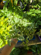 Load image into Gallery viewer, 4&quot; NJoy Pothos
